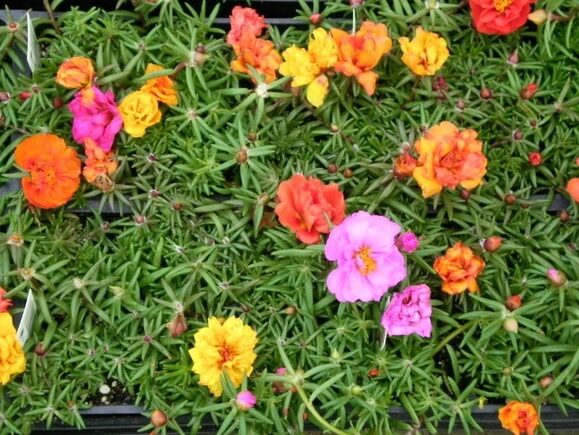 SANYO DIGITAL CAMERA